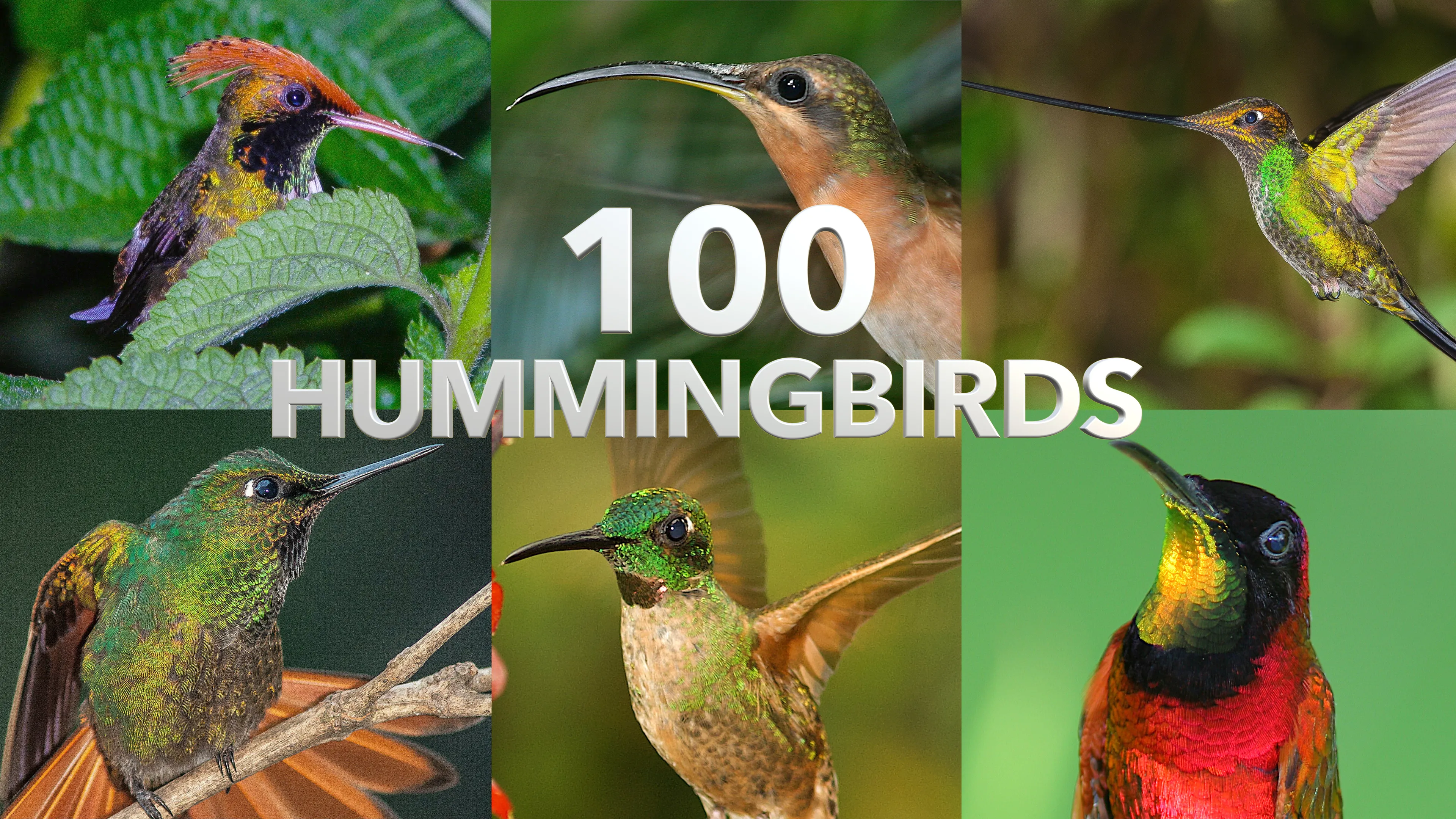 100 Hummingbirds poster